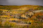 USA-Colorado-Uncompahgre National Forest Autumn-colored forest Art Print